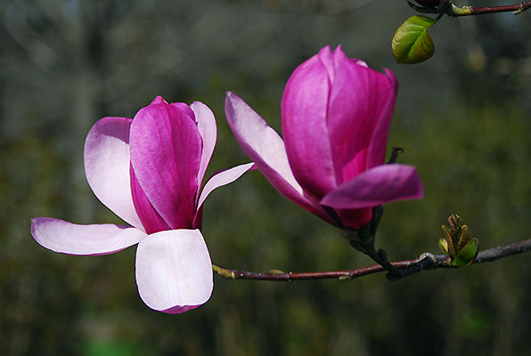 Магнолия Галакси Кения